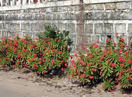 We did not find results for: Crown Of Thorns Euphorbia Milii Wisconsin Horticulture