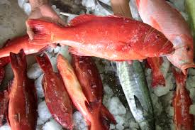 Berbeda kalau menggunakan bahan racun, bom atau alat strum ikan bisa merusak lingkungan dan mencari ikan karang, udang lobster yang terdampar dan beragam jenis kerang laut, bia/tiram. Ikan Karang Di Laut Stoknya Mulai Menurun Kenapa Bisa Terjadi Mongabay Co Id