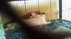 After you click on one of the map pins you will be given more information on the pet shop located near you, including the address, how many stars they have. Rabbit Shop Pet Shop Shivaji Chowk Pet Shops In Latur Justdial