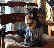How affectionate/friendly are exotic cats? Persian Cat Wikipedia