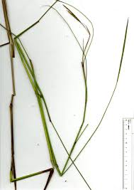 Image result for Andropogon gayanus