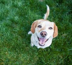 Low fuel/ferry charges results in low cost on demand door to door pet transport service. International Pet Shipping Reliable Pet Relocation Pickfords