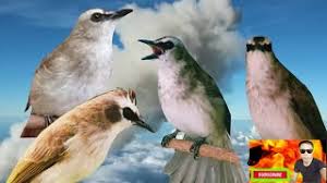 Aug 16, 2021 · cara masteran burung kicauan menggunakan mp3 gambar burung kicau. Download Lagu Suara Pikat Mp3 Burung Trucukan 100 Mantaph Mp3 Video Mp4 3gp