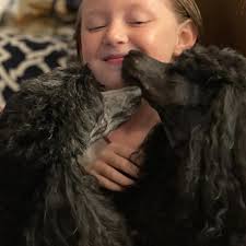 Our new Champion Aurak Bellmont Constant Craving 💜 Covet finished her  championship easily and enthusiastically. Bred by Mindy Miller and co-owned  with Susanne Grodde .