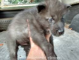 These puppies cost less because they can be purchased with limited registration instead of full akc registration. Wolves For Sale