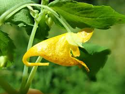 Image result for Impatiens oreocallis