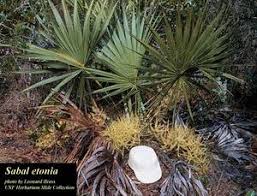 Image result for Sabal etonia