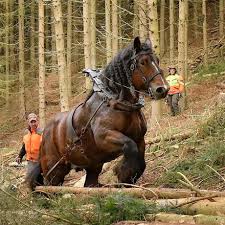 The premier exhibitor award is given to the owner whose horses have earned the most merit points at the end of. Best 30 Belgian Horse Fun On 9gag