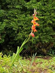 Image result for Gladiolus dalenii