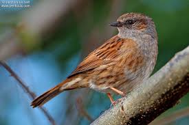 Accenteur Mouchet Prunella Modularis Par Jacques Le Baill Jalb62718 Accenteur Mouchet Oiseaux De France Oiseaux