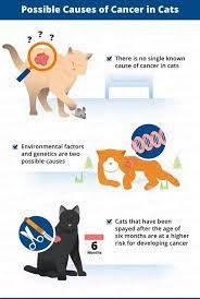 It is a very common cancer that affects cats, with it making up approximately 30% of cancer diagnoses. What Are Signs Of Stomach Cancer In Cats 10 Cat Cancer Signs To Look Out For Reader S Digest The Symptoms Associated With Stomach Cancer In Cats May Vary Based