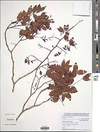 Image result for Dalbergia acutifoliolata
