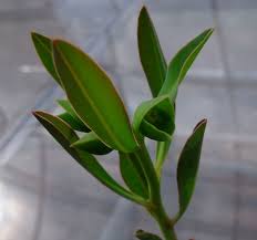 Image result for Euphorbia platycephala