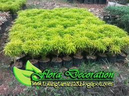 ( 124) tambah ke wishlist. Jual Pohon Brokoli Kuning Jual Tanaman Hias Murah Tukang Taman Murah Tanaman Pohon Brokoli