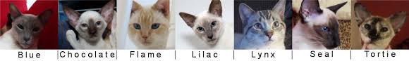 She was loud, bossy, incredibly persistent and basically had the personality of. What Is A Lynx Point Siamese Cat Siamese Cat Spot