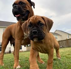 Breeders with thirty or more dogs absolutely cannot do this. Boxer Puppies For Sale In North Carolina
