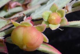 Image result for Phyllanthus pseudoniruri