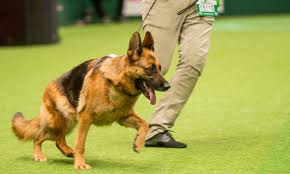 Maybe you would like to learn more about one of these? Stop Buying Pedigree Dogs Stop Breeding Them Stop These Awful Practices Michele Hanson The Guardian