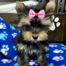 Cuándo decimos perros pequeños se nos viene a la mente a razas que podrían adaptarse a espacios pequeños sin ningún tipo de problema. Cachorros Yorkshire Terrier De Venta En Ecuador Tienda De Mascotas Super Pet Quito