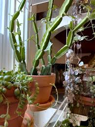 Image result for Cissus quadrangularis