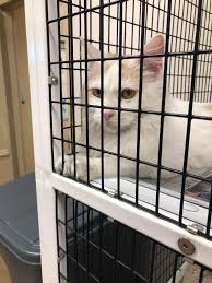 Come meet blue's mews siamese cat rescue's pets. 8im2eh1jygi4um