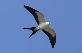 Birds Of Central Illinois Swallow Tailed Kite Champaign Illinois Rare Birds Birds Kite