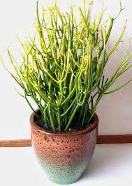 Indoor plant low light cold. 29 Most Beautiful Houseplants You Never Knew About Colorful ç¶ æ‰‹æŒ‡ æœ€å°ˆæ¥­çš„é¤ŠèŠ±app