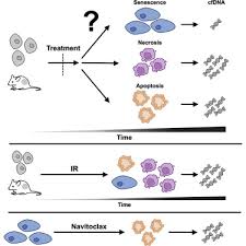 In necrosis, however, the body isn't prepared to remove the dead cells, and as a result, causes an inflammatory response. Senescence Necrosis And Apoptosis Govern Circulating Cell Free Dna Release Kinetics Sciencedirect