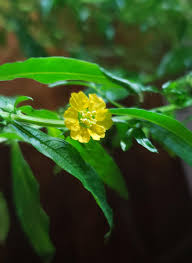 Image result for Heimia salicifolia