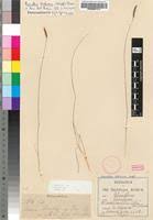 Image result for Microchloa altera