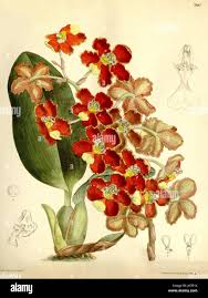 Image result for Dipcadi vaginatum