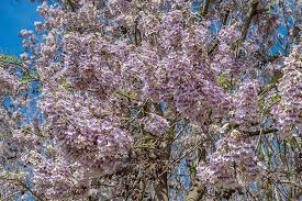 Maybe you would like to learn more about one of these? Spring Flowering Trees Best Choices For Uk Gardens Paramount Plants