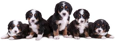 Check spelling or type a new query. Mini Bernedoodle Walnut Valley Puppies