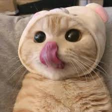 Wallpapers in ultra hd 4k 3840x2160, 8k 7680x4320 and 1920x1080 high definition resolutions. Pin By Sweetcattime On Sweet Cats Cute Baby Cats Cute Baby Animals Cute Animals