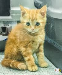 Satilik British Shorthair Panosundaki Pin