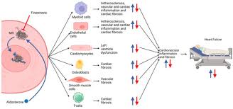 Image result for Finerenone