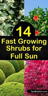 14 Fast Growing Shrubs For Full Sun And High Impact Fast Growing Shrubs Full Sun Shrubs Full Sun Landscaping
