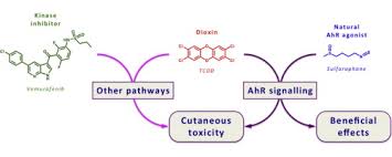 Dioxins and polychlorinated biphenyls (pcbs) are toxic chemicals that persist in the environment and accumulate in the food chain. Ahr Signalling And Dioxin Toxicity Sciencedirect