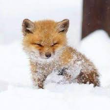 Beautiful And Adorable Foxes To Fall Hopeless In Love With Animals Beautiful Baby Animals Funny Baby Animals Super Cute