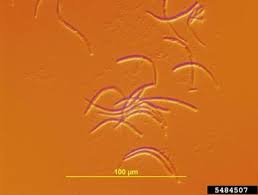 Check spelling or type a new query. Cherry Leaf Spot Wikiwand