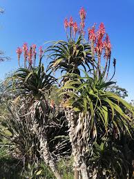 Image result for Aloe rulkensii
