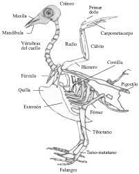 Esqueleto De Un Ave Download Scientific Diagram