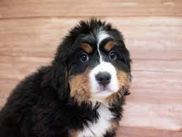 Some of the bernese mountain dog breeders are better than others, and then there are some that you just shouldn't trust at all. Bernese Mountain Dog Puppies Pet City Pet Shops