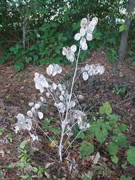Lunaria Silver Dollar Plant I Will Grow These Plants Silver Dollar Plant Unusual Plants