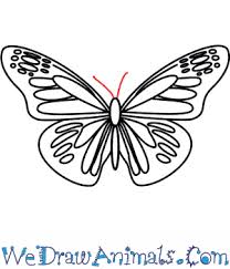 Simple drawing of a butterfly sportingchancefoundation org. How To Draw A Butterfly