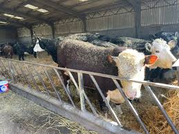 Ben McClymont (@Ben_McClymont)