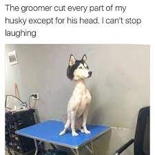 Shaved Husky Funnypuppymemeshusky Funny Animals Funny Animal Jokes Funny Animal Memes