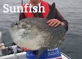 Uk And Irish Saltwater Fish Species Fish Identification Sunfish