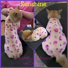 Creative Cat Grooming Catgroomingstyles Cat Grooming Cat Grooming Tools Cat Haircut