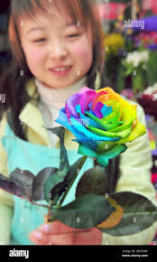 Rosen blüte hi-res stock photography and images